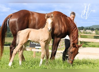 KWPN, Étalon, Poulain (05/2024), Buckskin