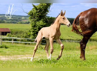 KWPN, Étalon, Poulain (05/2024), Buckskin