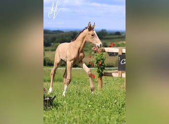 KWPN, Étalon, Poulain (05/2024), Buckskin