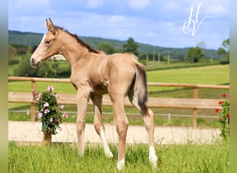 KWPN, Étalon, Poulain (05/2024), Buckskin