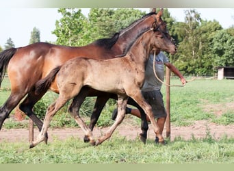 KWPN, Étalon, Poulain (04/2025)