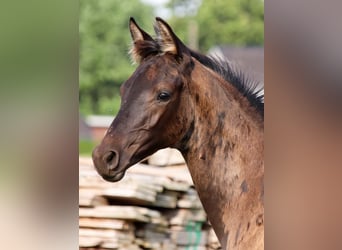 KWPN, Étalon, Poulain (04/2025)