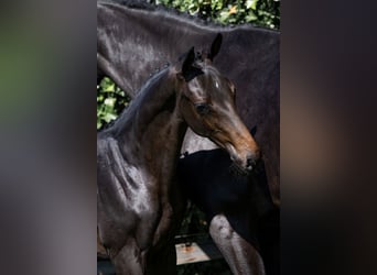 KWPN, Étalon, 
