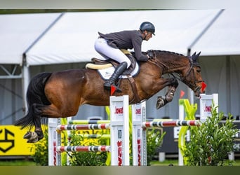 KWPN, Étalon, Poulain (01/2026)