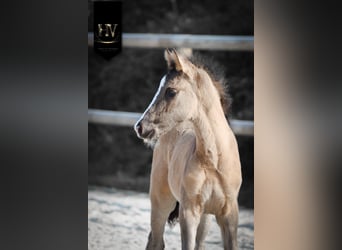 KWPN, Étalon, Poulain (01/2026), Grullo