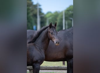 KWPN, Étalon, Poulain (04/2026), Noir