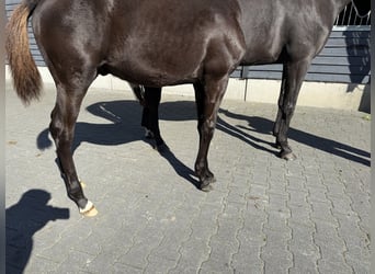 KWPN, Étalon, Poulain (05/2025), Noir