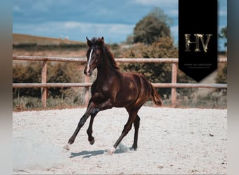 KWPN, Étalon, Poulain (01/2025), Noir