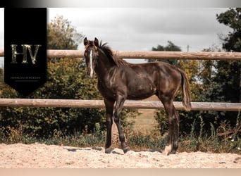 KWPN, Étalon, Poulain (01/2025), Noir