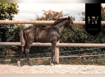 KWPN, Étalon, Poulain (01/2025), Noir