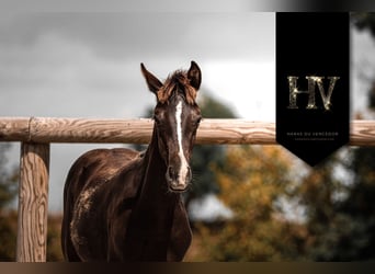 KWPN, Étalon, Poulain (01/2025), Noir