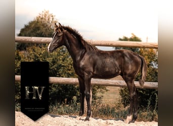 KWPN, Étalon, Poulain (01/2025), Noir