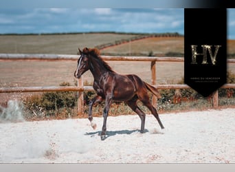 KWPN, Étalon, Poulain (01/2025), Noir