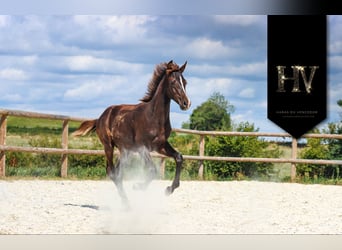 KWPN, Étalon, Poulain (01/2025), Noir