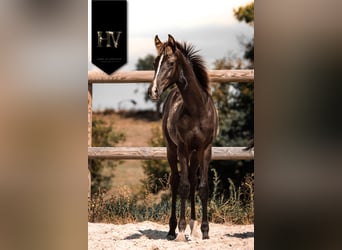 KWPN, Étalon, Poulain (01/2025), Noir