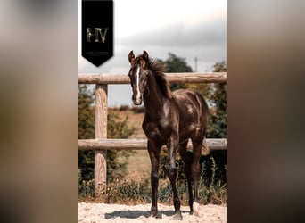 KWPN, Étalon, Poulain (01/2025), Noir