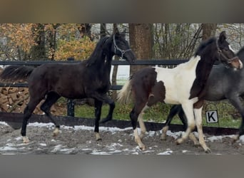 KWPN, Étalon, Poulain (04/2025), Noir