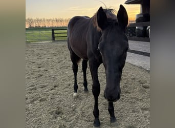 KWPN, Étalon, Poulain (05/2025), Noir