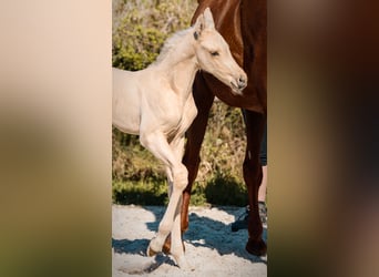 KWPN, Étalon, Poulain (01/2026), Palomino