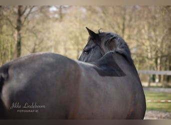 KWPN, Wallach, 10 Jahre, 16,1 hh, Rappe