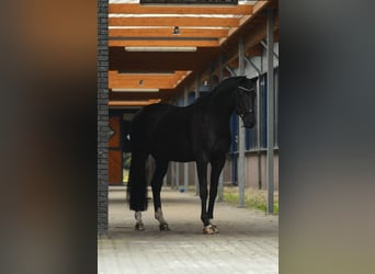 KWPN, Wallach, 10 Jahre, 16,1 hh, Rappe