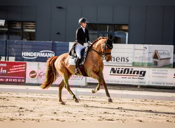 KWPN, Gelding, 10 years, 16.1 hh, Chestnut-Red