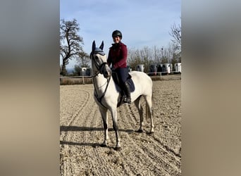 KWPN, Gelding, 10 years, 16,1 hh, Gray