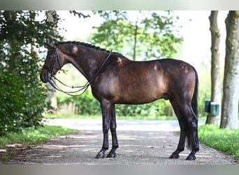 KWPN, Gelding, 10 years, 16.2 hh, Bay-Dark
