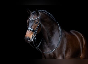 KWPN, Gelding, 10 years, 16,2 hh, Bay-Dark