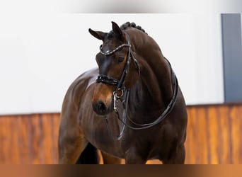 KWPN, Gelding, 10 years, 16,2 hh, Bay-Dark