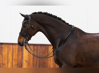 KWPN, Gelding, 10 years, 16,2 hh, Bay-Dark