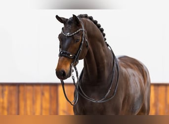 KWPN, Gelding, 10 years, 16,2 hh, Bay-Dark