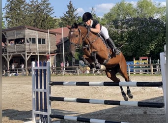 KWPN, Gelding, 10 years, 16,2 hh, Bay