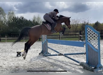 KWPN, Gelding, 10 years, 16,2 hh, Bay