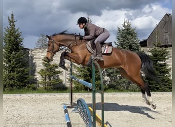 KWPN, Gelding, 10 years, 16,2 hh, Bay