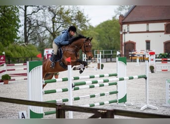 KWPN, Gelding, 10 years, 16,2 hh, Bay