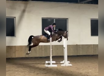 KWPN, Gelding, 10 years, 16,2 hh, Bay