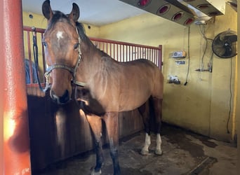 KWPN, Gelding, 10 years, 16,2 hh, Bay