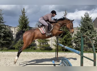 KWPN, Gelding, 10 years, 16,2 hh, Bay