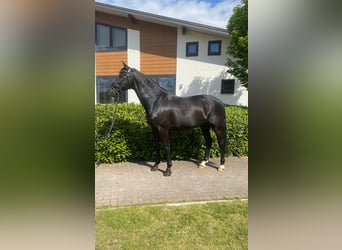 KWPN, Gelding, 10 years, 16.2 hh, Black