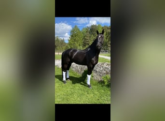KWPN, Gelding, 10 years, 16.2 hh, Black