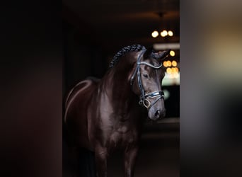 KWPN, Gelding, 10 years, 16.2 hh, Black