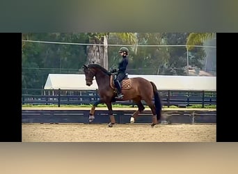 KWPN, Gelding, 10 years, 16.2 hh, Brown