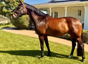 KWPN, Gelding, 10 years, 16.2 hh, Brown