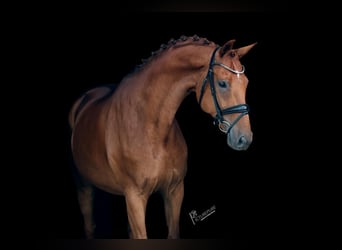 KWPN, Gelding, 10 years, 16,2 hh, Chestnut-Red