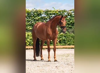 KWPN, Gelding, 10 years, 16,2 hh, Chestnut-Red