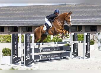 KWPN, Gelding, 10 years, 16.2 hh