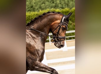 KWPN, Gelding, 10 years, 16,3 hh, Bay-Dark