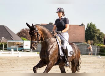 KWPN, Gelding, 10 years, 16,3 hh, Bay-Dark