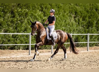 KWPN, Gelding, 10 years, 16,3 hh, Bay-Dark